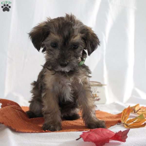 Diana, Yorkie Poo Puppy